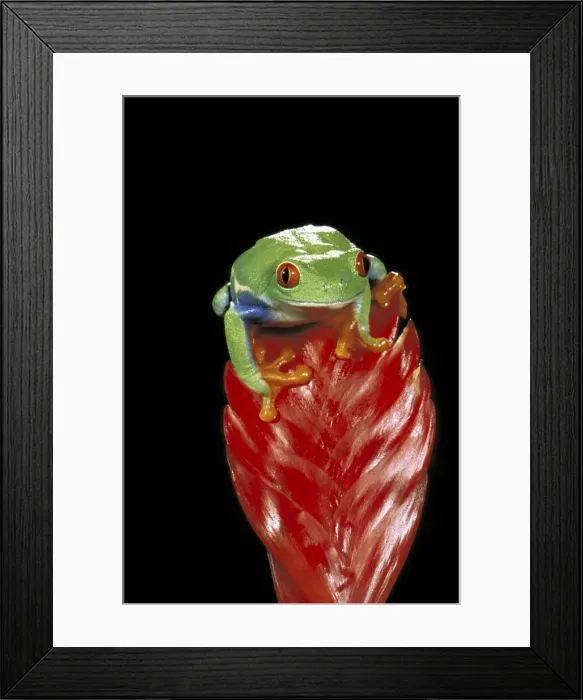 Framed Print : DDE-90037417 Framed Print : DDE-90037417