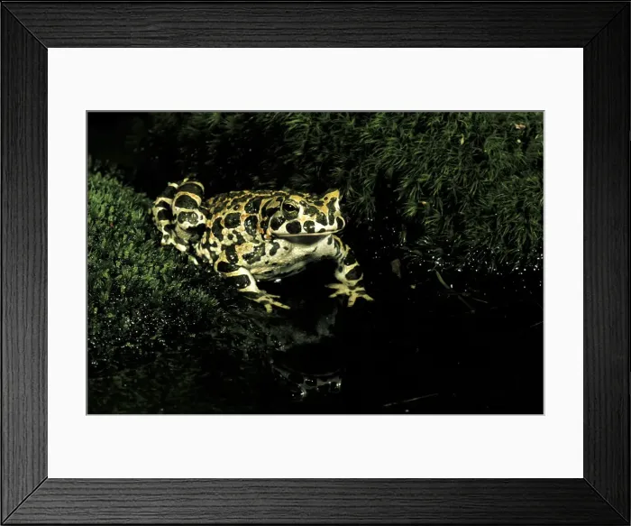 Framed Print : DDE-90037418 Framed Print : DDE-90037418