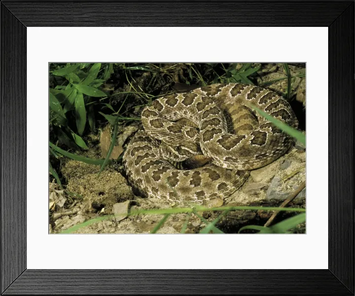 Framed Print : DDE-90037419 Framed Print : DDE-90037419