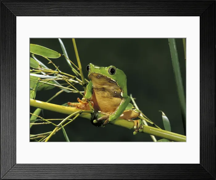 Framed Print : DDE-90037421 Framed Print : DDE-90037421