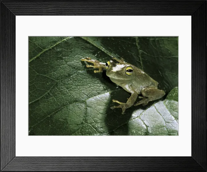 Framed Print : DDE-90037422 Framed Print : DDE-90037422