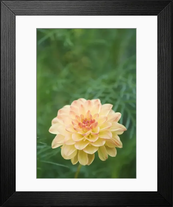 Framed Print : DDE-90037423 Framed Print : DDE-90037423