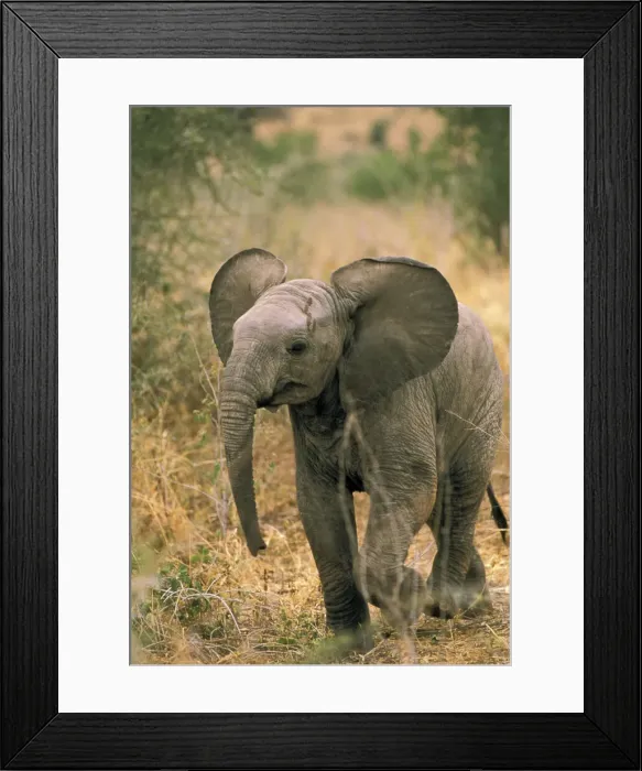 Framed Print : DDE-90037424