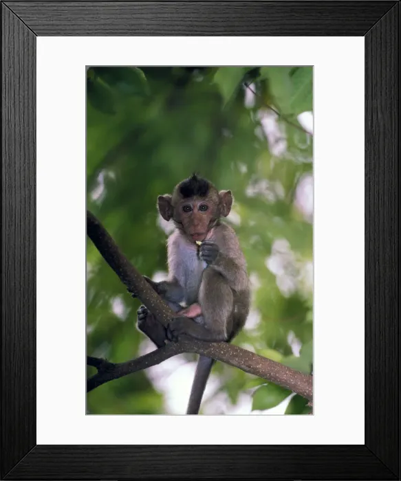 Framed Print : DDE-90037425 Framed Print : DDE-90037425