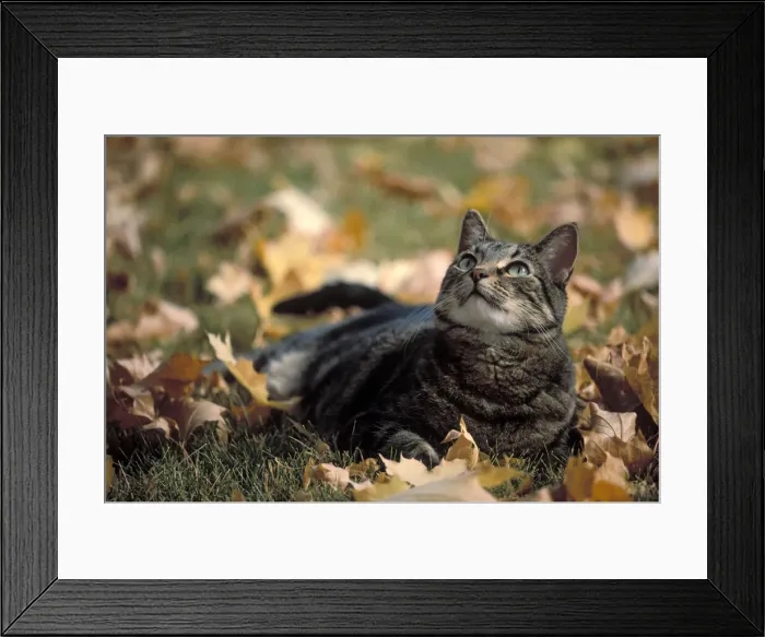 Framed Print : DDE-90037426 Framed Print : DDE-90037426