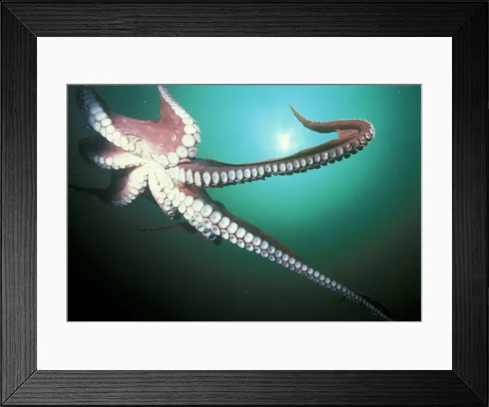 Framed Print : DDE-90037428 Framed Print : DDE-90037428