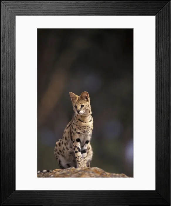 Framed Print : DDE-90037429 Framed Print : DDE-90037429