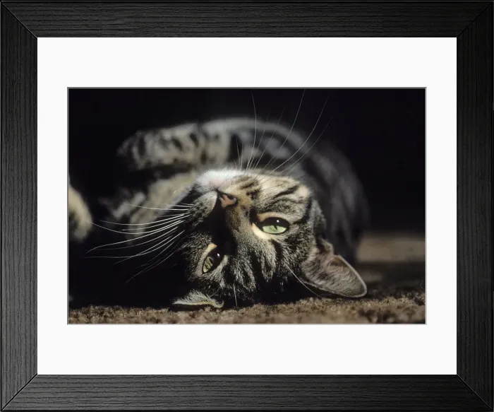 Framed Print : DDE-90037427 Framed Print : DDE-90037427
