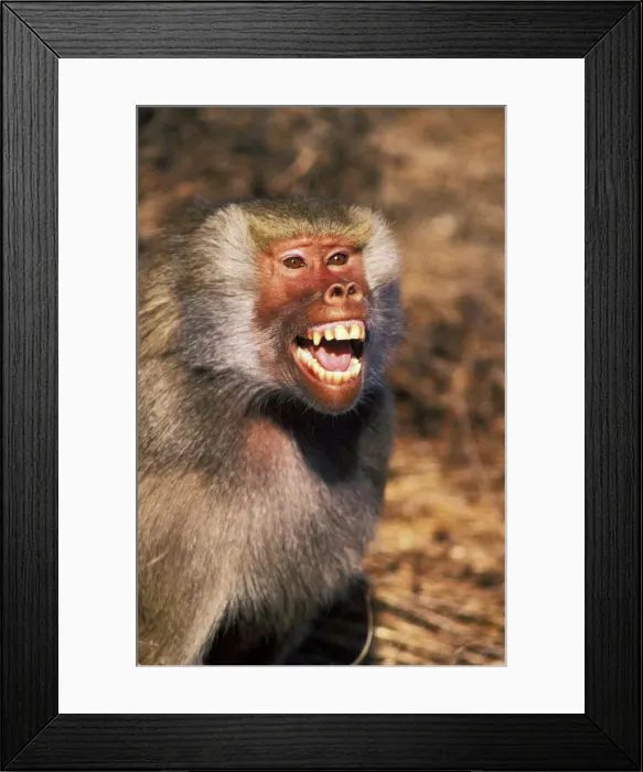 Framed Print : DDE-90037431 Framed Print : DDE-90037431