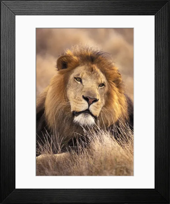 Framed Print : DDE-90037432