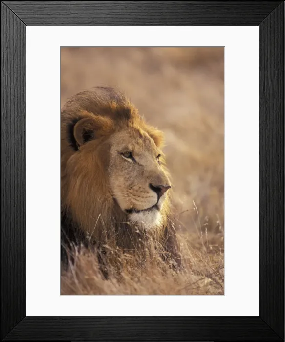 Framed Print : DDE-90037433