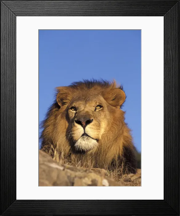 Framed Print : DDE-90037434 Framed Print : DDE-90037434