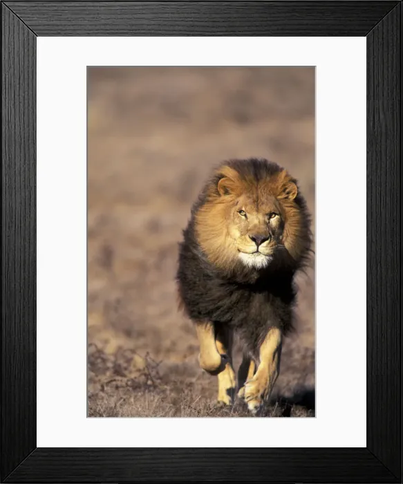 Framed Print : DDE-90037436 Framed Print : DDE-90037436