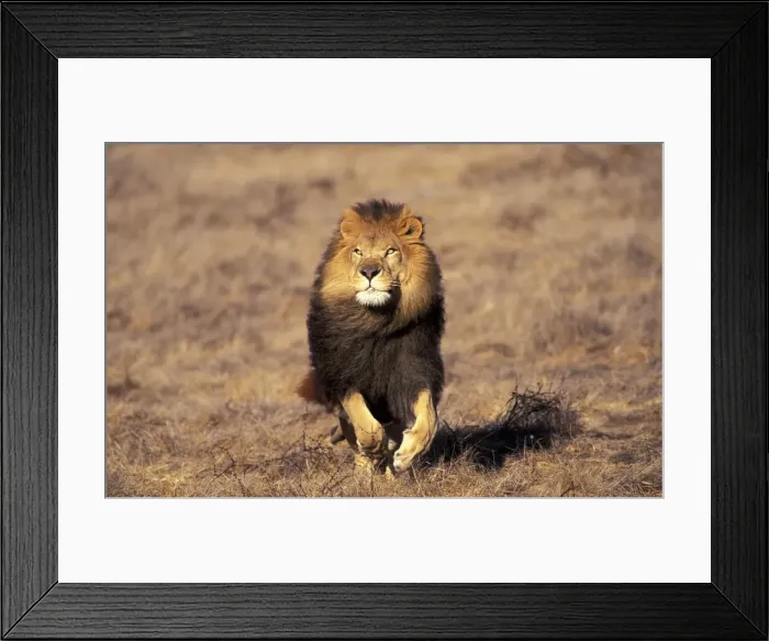 Framed Print : DDE-90037437 Framed Print : DDE-90037437