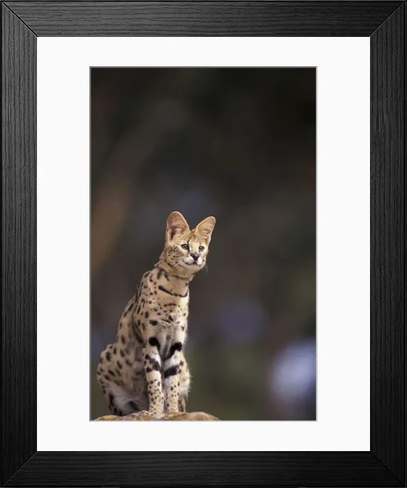 Framed Print : DDE-90037438 Framed Print : DDE-90037438