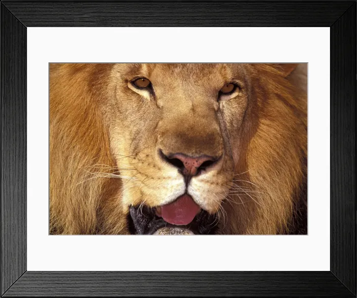 Framed Print : DDE-90037435