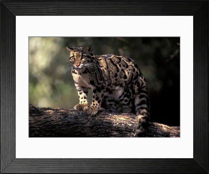 Framed Print : DDE-90037440