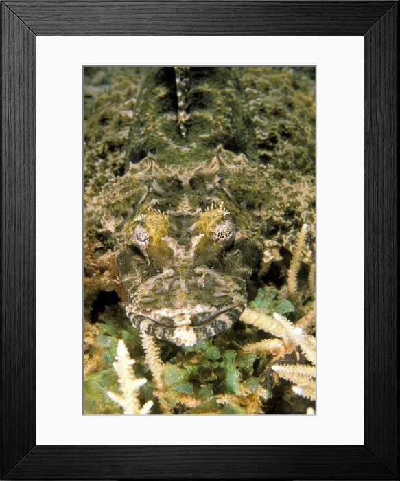Framed Print : DDE-90037442 Framed Print : DDE-90037442