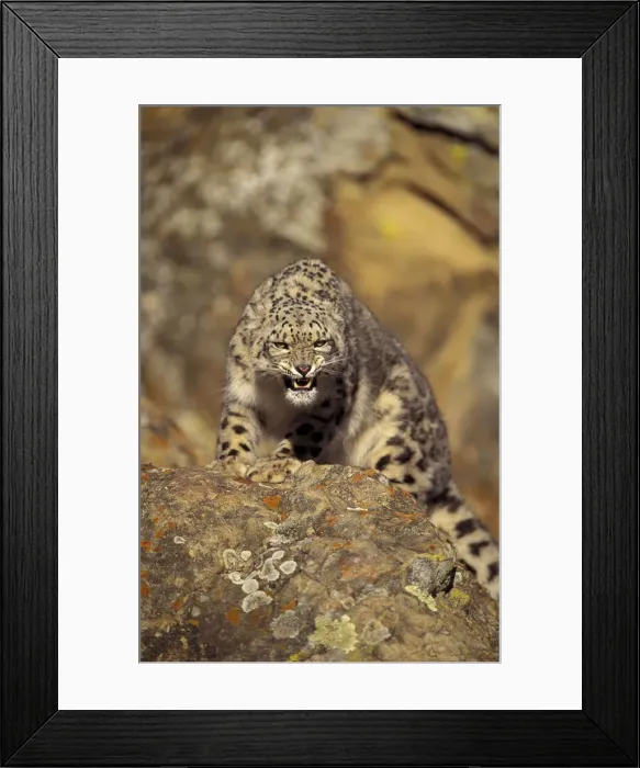 Framed Print : DDE-90037441 Framed Print : DDE-90037441