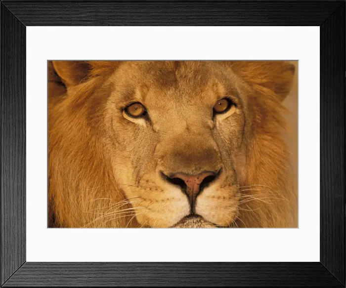 Framed Print : DDE-90037445 Framed Print : DDE-90037445