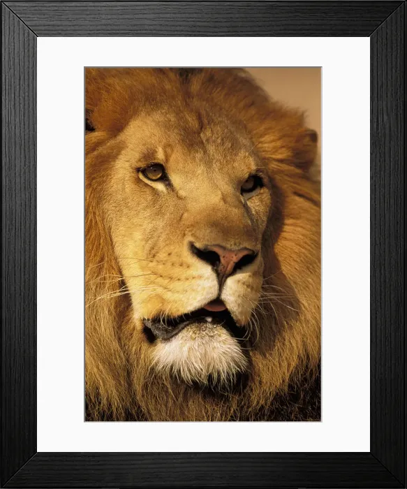 Framed Print : DDE-90037446 Framed Print : DDE-90037446