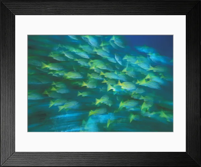 Framed Print : DDE-90037448 Framed Print : DDE-90037448