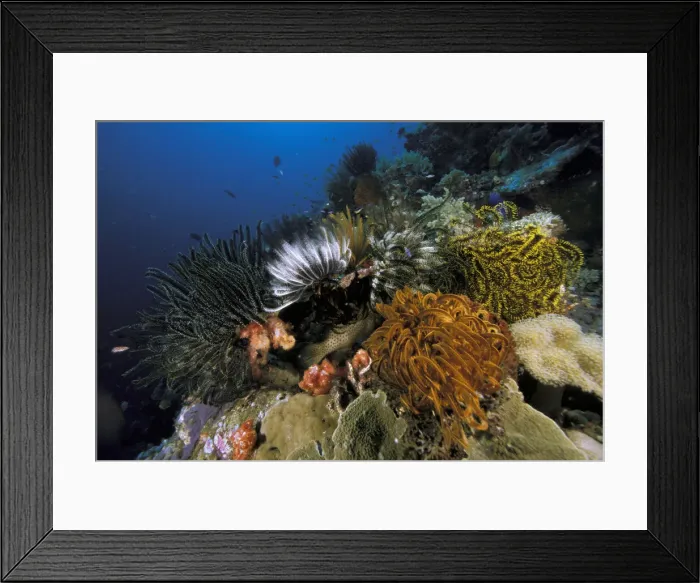 Framed Print : DDE-90037447 Framed Print : DDE-90037447