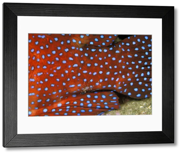 Framed Print : DDE-90037449