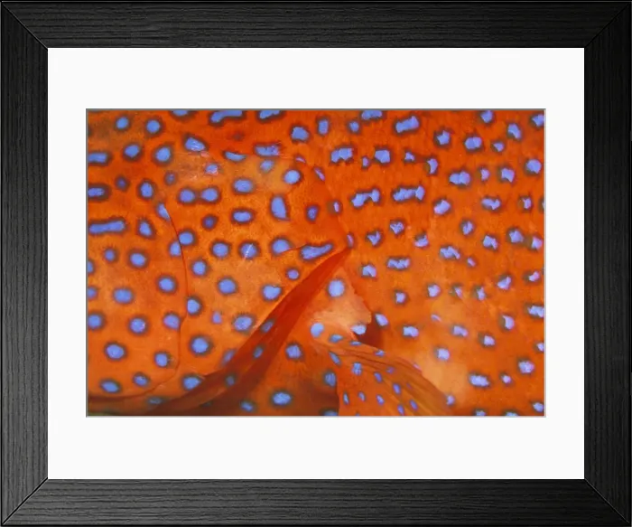 Framed Print : DDE-90037450 Framed Print : DDE-90037450