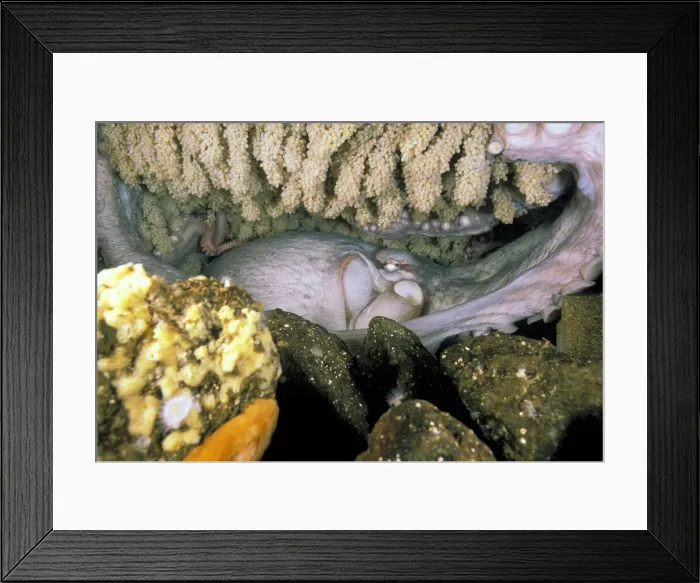 Framed Print : DDE-90037451 Framed Print : DDE-90037451