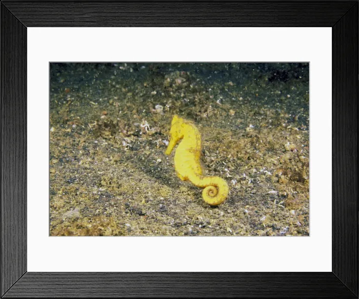 Framed Print : DDE-90037453 Framed Print : DDE-90037453