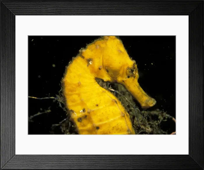 Framed Print : DDE-90037454 Framed Print : DDE-90037454