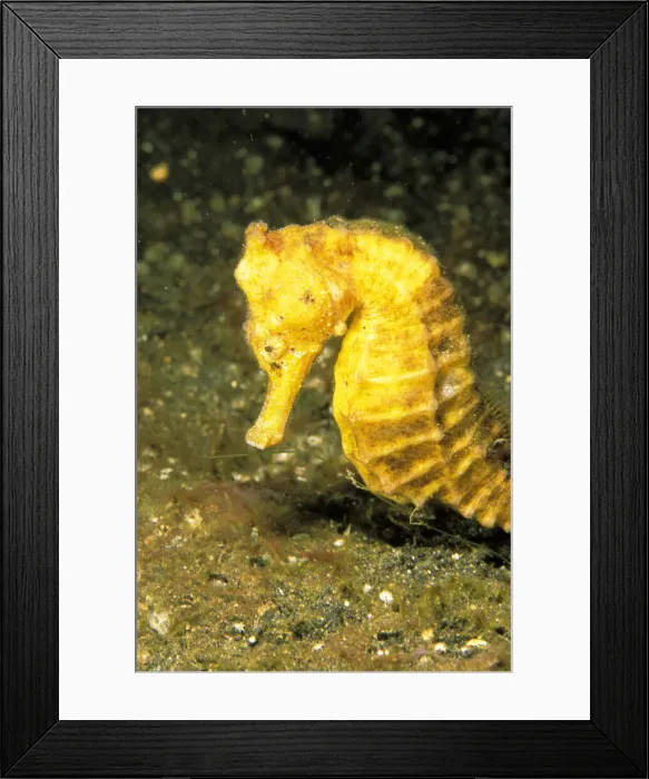 Framed Print : DDE-90037455 Framed Print : DDE-90037455