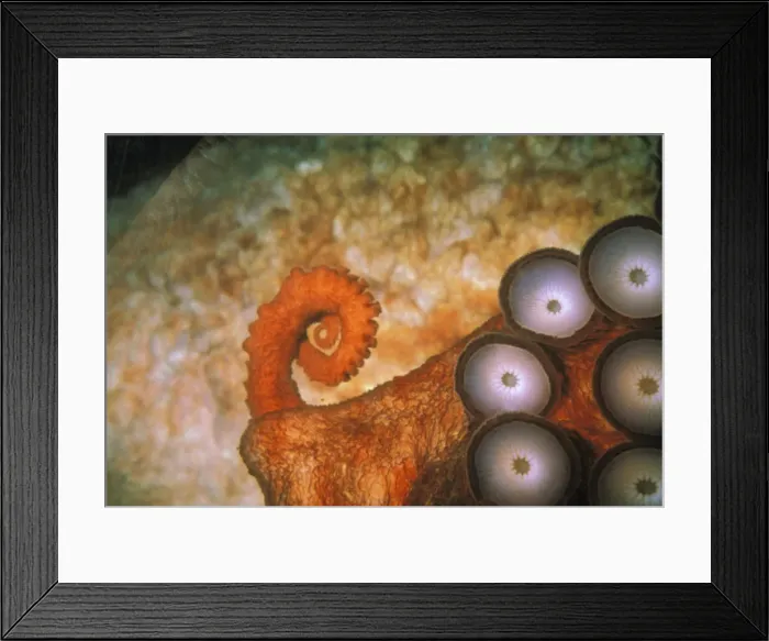 Framed Print : DDE-90037452