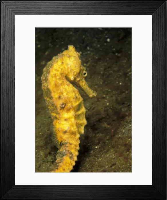 Framed Print : DDE-90037456 Framed Print : DDE-90037456