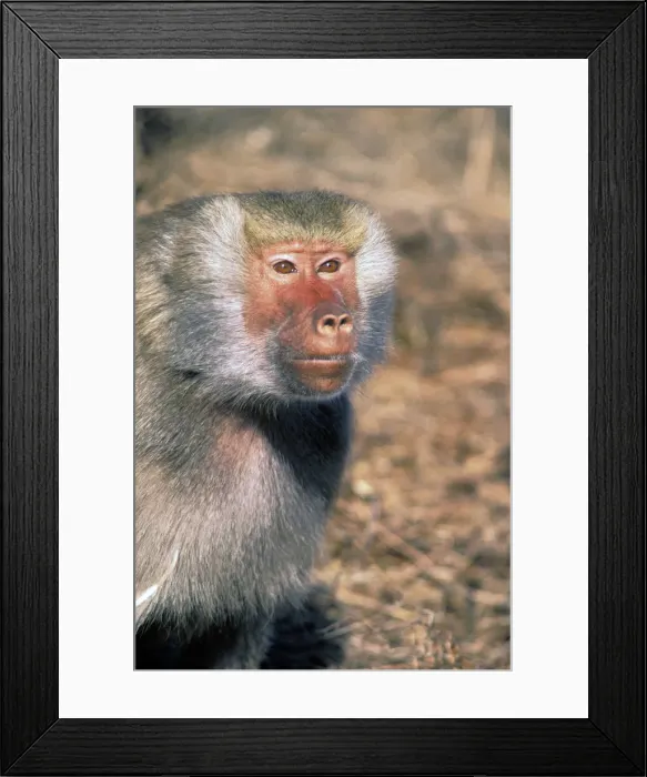 Framed Print : DDE-90037458 Framed Print : DDE-90037458