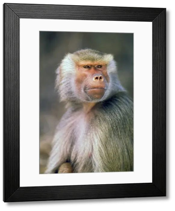 Framed Print : DDE-90037457