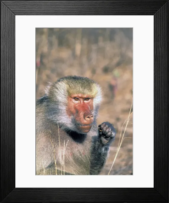 Framed Print : DDE-90037459 Framed Print : DDE-90037459