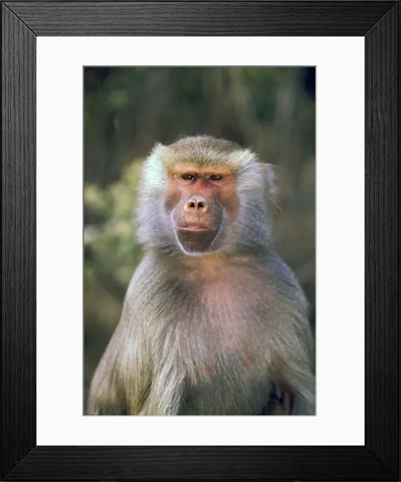 Framed Print : DDE-90037460