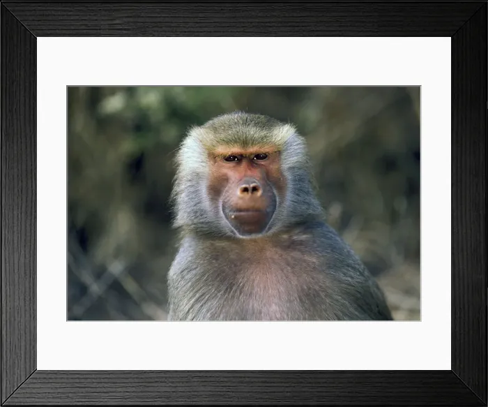 Framed Print : DDE-90037461