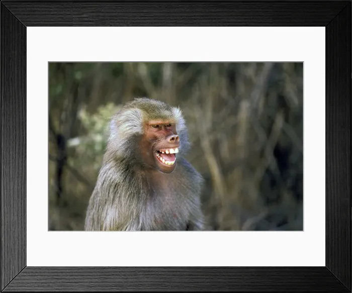 Framed Print : DDE-90037462 Framed Print : DDE-90037462