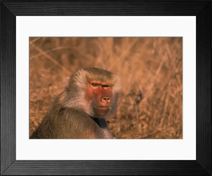 Framed Print : DDE-90037463 Framed Print : DDE-90037463