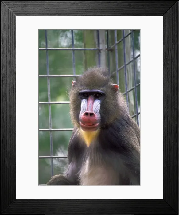 Framed Print : DDE-90037465 Framed Print : DDE-90037465