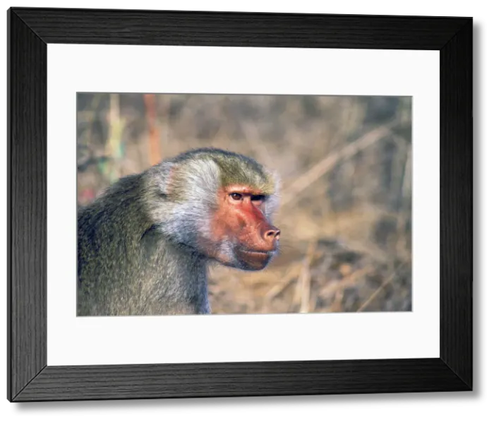 Framed Print : DDE-90037464