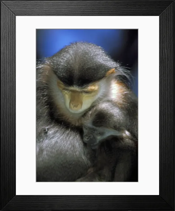 Framed Print : DDE-90037467 Framed Print : DDE-90037467