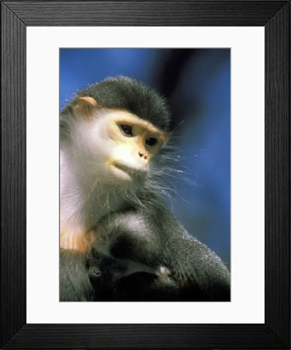 Framed Print : DDE-90037466 Framed Print : DDE-90037466