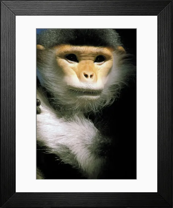 Framed Print : DDE-90037468 Framed Print : DDE-90037468