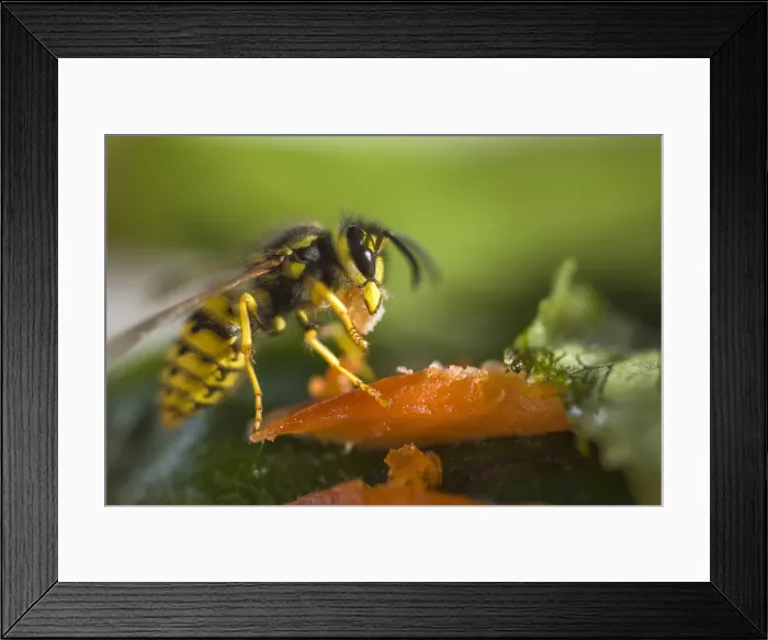 Framed Print : DDE-90037470 Framed Print : DDE-90037470