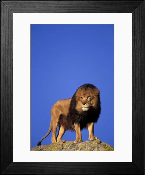 Framed Print : DDE-90037469 Framed Print : DDE-90037469