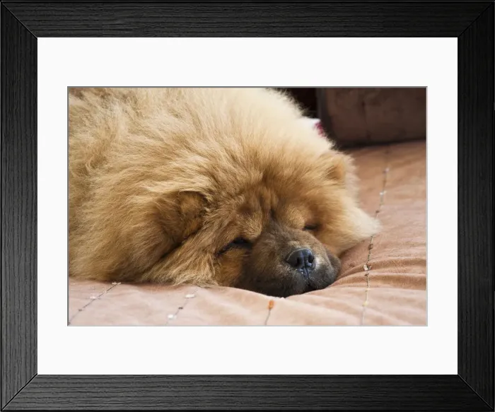 Framed Print : DDE-90037472 Framed Print : DDE-90037472